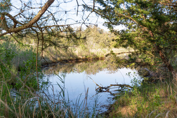 Pond in the woods