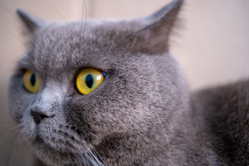 British shorthair cat, blue-gray color with orange eyes. Lying on the sofa and looking at camera.