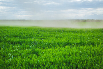 A strip of dust on a bright green field of young rye shoots. Spring theme. Belarusian landscape.