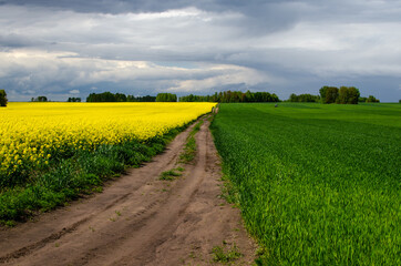 Fototapeta na wymiar A field of wheat next to a field of rapeseed. A field road separates two fields