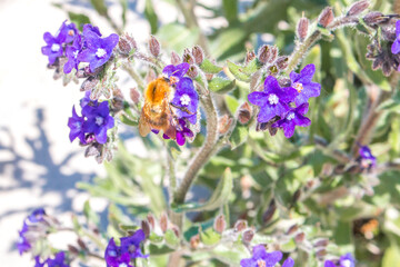 Obraz na płótnie Canvas Bee on a Common Alkanet Flower (in german Gemeine Ochsenzunge) Anchusa officinalis