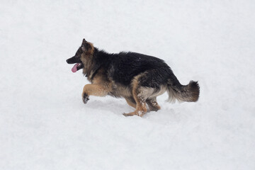 Long haired german shepherd dog puppy is running on a white snow in the winter park. Pet animals.