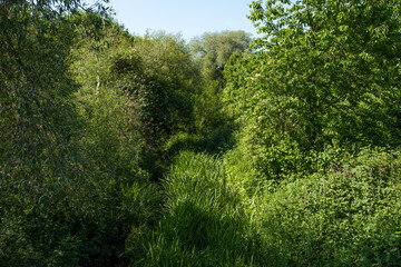 Fototapeta na wymiar Bushes and reeds, Pugneys Country Park, Wakefield, West Yorkshire, United Kingdom.