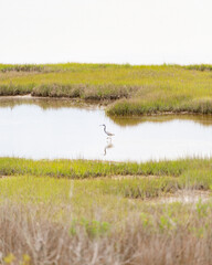 Heron looking for food.