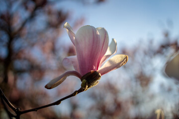 pink magnolia flowers at sunset closeup trees in bloom