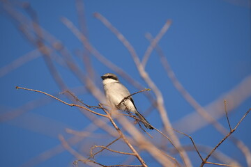 Bird at top of tree