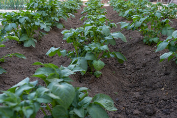 potatoes planted in rows on the field