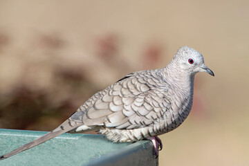 Inca Dove Perched on Bird Bath in Garden in Louisiana