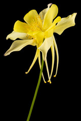Yellow flower of aquilegia, blossom of catchment closeup, isolated on black background