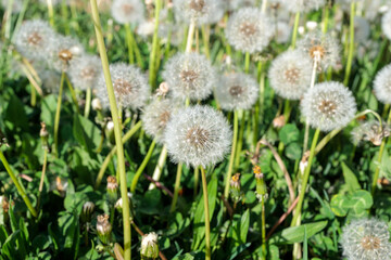 Dandelion weeds that have gone to seed in a sunny park in springtime