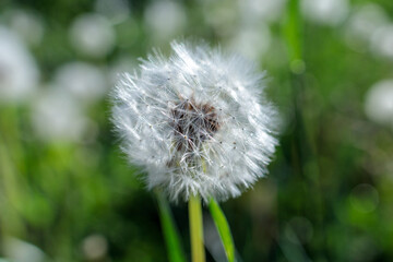 Dandelion weeds that have gone to seed in a sunny park in springtime