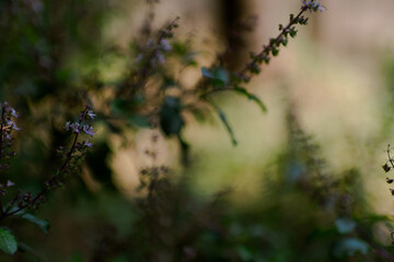 The flower of the Basil plants are always of medicinal effect. Basil plants is a very special plant on account of it medicinal effect and also its religious and spiritual importance. 