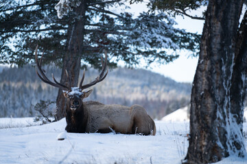 Elk laying down in jasper national park alberta