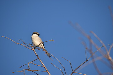 Bird at top of tree