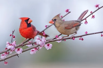 Schilderijen op glas Northern Cardinal Pair Perched in Blossoming Crab Apple Tree in Early Spring in Louisiana  © Bonnie Taylor Barry 