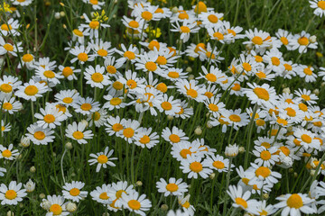 Bloom. Chamomile. Blooming chamomile field, chamomile flowers on  meadow in summer, selective focus, blur. Beautiful nature scene with blooming medical daisies on sun day. Beautiful meadow background