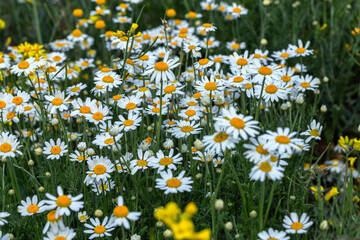 Bloom. Chamomile. Blooming chamomile field, chamomile flowers on  meadow in summer, selective focus, blur. Beautiful nature scene with blooming medical daisies on sun day. Beautiful meadow background
