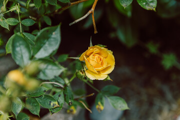 yellow rose with black spots on the leaves