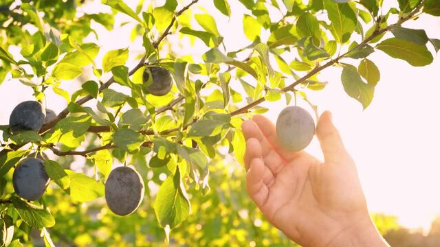 Ripe plums on a branch in the rays of sunlight. Fresh plums is hand picked from plum tree. Woman is picking fruits from the trees on the plantation. Sunny day. Summer season. Harvesting plums.
