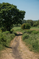 Fototapeta premium European country path on a sunny summer day.