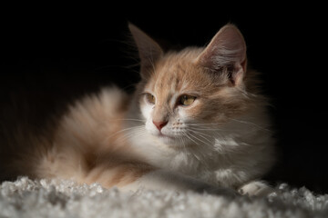 Fototapeta premium little kitten hanging out in the sun