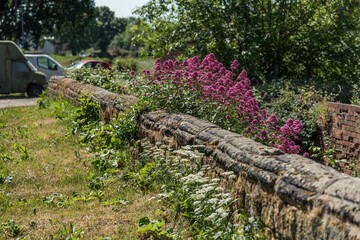 A stone wall along a country road surrounded by wild flowers.