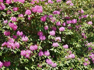 Fototapeta premium Lila Rhododendronblüten