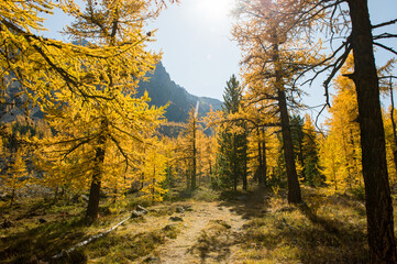 Magnificent panoramic view of the mountain landscape of the autumn Altai. Wooded slopes of larch trees on a clear day.