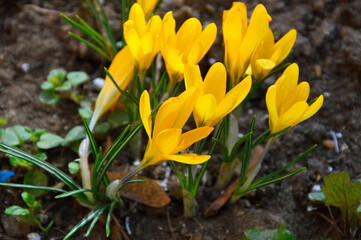 Crocuses are small spring flowers. yellow crocuses blossomed in the flowerbed