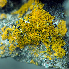 Lichens hypogymnia bloated and wall goldfish on an old cracked wooden board. Natural utilization of wood in nature.