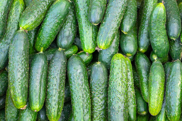 green cucumbers lie in rows