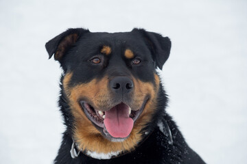 Cute rottweiler puppy isolated on a white background. Pet animals.