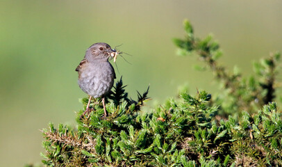 Adult dunnock with food for chicks on the moors in Yorkshire England