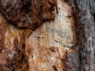 The trunk of an old pine is partially without bark. Resin is visible on the tree. Natural background