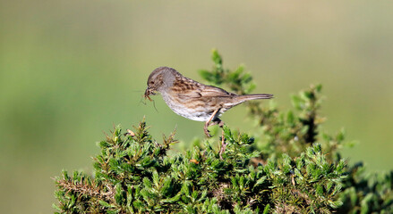 Adult dunnock with food for chicks on the moors in Yorkshire England