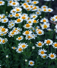 Bloom. Chamomile. Blooming chamomile field, chamomile flowers on  meadow in summer, selective focus, blur. Beautiful nature scene with blooming medical daisies on sun day. Beautiful meadow background