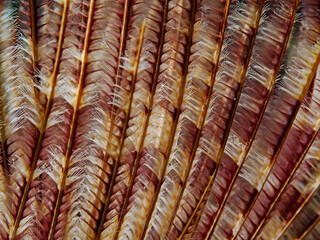 Tube worm tentacles, Tentakelkrone vom Kalkröhrenwurm