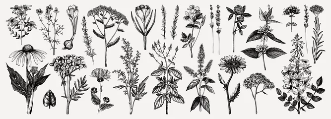 Tuinposter Medicinal herbs collection. Vector set of hand drawn summer florals, herbs, weeds and meadows. Vintage plants illustration. Botanical elements in engraved style. Wild flowers outlines set. © sketched-graphics