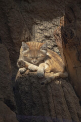 sleeping tiger cub