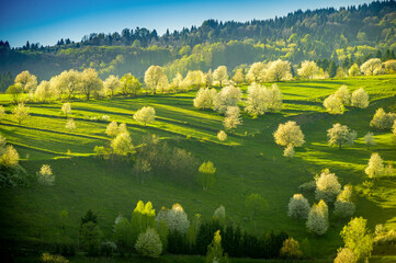 Spring Slovakia landscape. Nature fields with blooming cherries. Unique ecological land management. Polana region, Hrinova, Slovakia Europe. © Zedspider