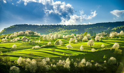 Spring Slovakia landscape. Nature fields with blooming cherries. Unique ecological land management. Polana region, Hrinova, Slovakia Europe. © Zedspider