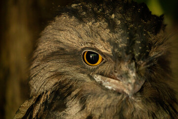 eagle owl portrait