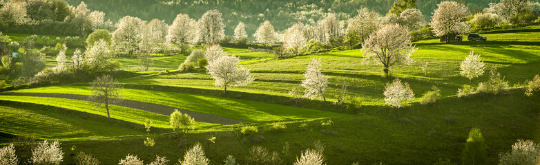 Spring Slovakia landscape. Nature fields with blooming cherries. Unique ecological land management. Polana region, Hrinova, Slovakia Europe. © Zedspider