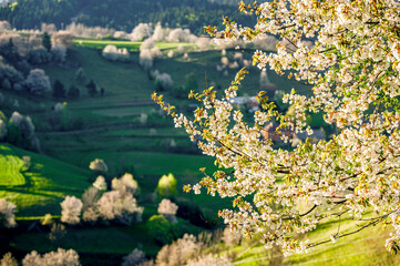Spring Slovakia landscape. Nature fields with blooming cherries. Unique ecological land management. Polana region, Hrinova, Slovakia Europe. © Zedspider