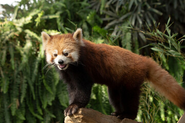 red panda in tree