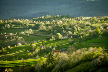 Spring Slovakia landscape. Nature fields with blooming cherries. Unique ecological land management. Polana region, Hrinova, Slovakia Europe. © Zedspider