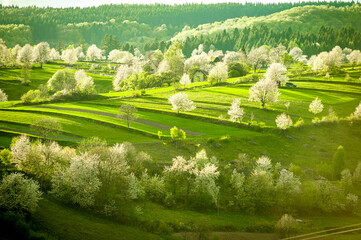 Spring Slovakia landscape. Nature fields with blooming cherries. Unique ecological land management. Polana region, Hrinova, Slovakia Europe. © Zedspider
