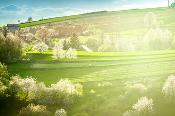 Spring Slovakia landscape. Nature fields with blooming cherries. Unique ecological land management. Polana region, Hrinova, Slovakia Europe. © Zedspider