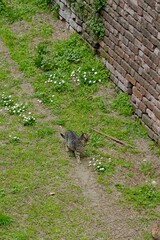 Cats of the Sforza castle in Milan. Italy.