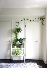 A room with two closet doors and house plants in between